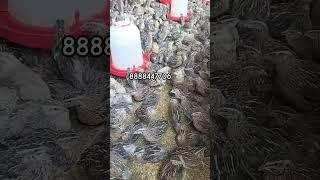 butter form Businesses #quailfarming #birds #chicken #quailfeed #egg #quailnetting #quailfarm