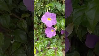 Achei na rua #sítio#vidanaroça#flores#plantas#garden#Rafaela Costa