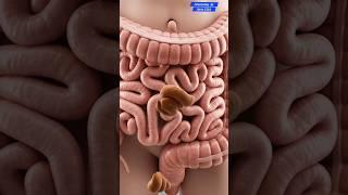 Illustration of Human Leaky Gut | Realistic AI Art | Gut Health | Anatomy AI Arts USA |