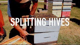 Splitting Hives