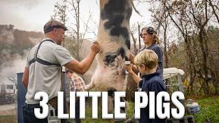 Butchering the 3 “little” pigs