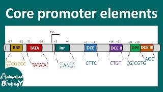 Core promoter elements | TATA box | BRE element | What is the importance of core promoter elements.