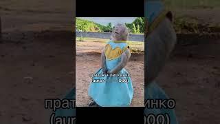 #rom4ik #monkey #брадки