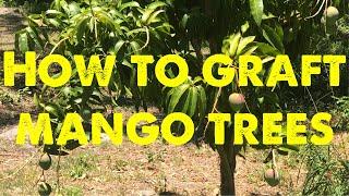 How I graft mango trees in central Florida 2020