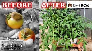 Growing Organic Tomatoes @ Blakely Feed & Seed