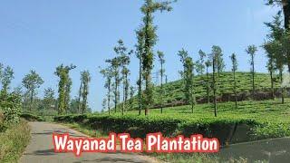 Wayanad Tea plantation | Tea Estate | Beautiful Wayanad | Wanderlust Desire