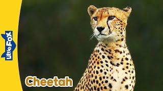 Meet the Animals | Cheetah | Wild Animals | Stories for Kindergarten