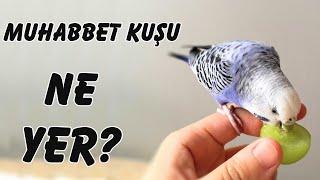 Muhabbet kuşları ne  Yer  Muhabbet kuşları ne  Yemeyi Sever,