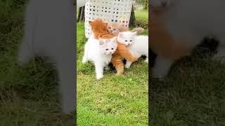 cute cat #shorts #viral #pets  97