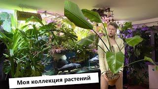 Моя коллекция растений - филодендроны, монстеры , антуриумы , алоказии , стрелиции, папоротники