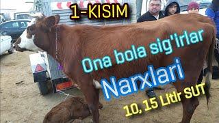 Xorazm Ona bola sig'irlar narhlari       1-QISM  2021-Yil 10-Fevral narxlari. 10, 15, Litir SUT