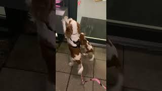 The funniest dog video ever 