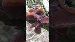 Делікатес! Аурикулярія вухоподібна. Іудине вухо. Auricularia auricula-judae. #shorts  #грибиукраїни