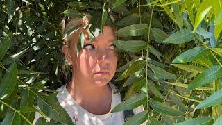 Trimming the Jungle (aka the black walnut tree) and a Very UNWELCOME Visitor 