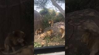 7 Saba Bora Male Lions Fighting | Serengeti National Park