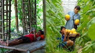 Harvesting cantaloupe garden for sale, village life vlog | Cooking, Farming