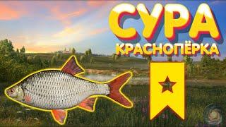 Краснопёрка ТРОФЕЙ | р. Сура | Русская Рыбалка 4