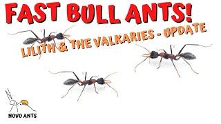 Fast bull ants! Bull ant colony update - Myrmecia nigrocincta - Ant Keeping