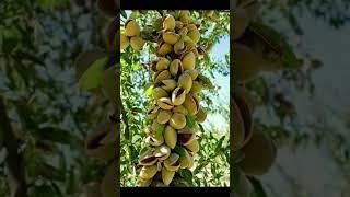 Beautiful Pistachio tree #youtubeshorts #pistachio #tree