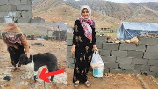 Nomadic woman, wounded dog and ruthless rain storm