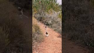 Have you ever seen a monkey that hops? #wildlife #animals #fyp