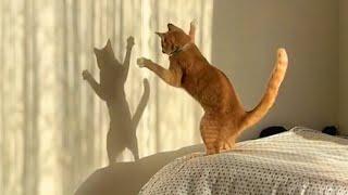 Orange cats are Drama Queens  Funny Cat videos