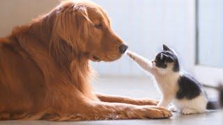 Cute Dogs And Cats That Will Make You Go Aww  CATS AND DOGS Friendship