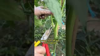 #garden #gardening #farming #planting #fertilizer #agriculture #gardeningtips #gardening101 #tomatos