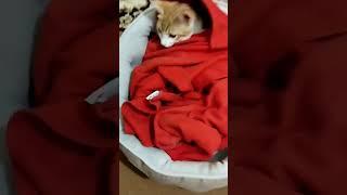 #قطتي_الجميلة#