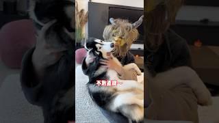 不拆：爹你是真不當人啊 哈哈：老登必廢 #哈士奇