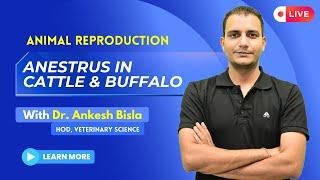 Anestrus in Cattle & Buffalo