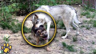 Shepherd Puppy Approached the Wolf  A Sight Not for the Faint of Heart!