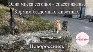 Одна миска сегодня - спасет жизнь. Кормим бездомных животных. Новороссийск