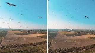 Drone Flies Through Flock Of Storks