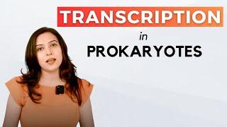 Transcription In Prokaryotes | In detail