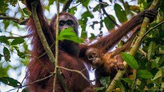 Wild Orangutans of Kalimantan - Kutai National Park