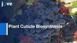 Arabidopsis eceriferum Mutants To Explore Plant Cuticle Biosynthesis l Protocol Preview