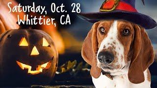 10/28/2023: Basset Hound Rescue of Southern California - Halloween Brunch with Bassets