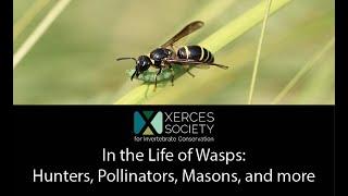 In the Life of Wasps: Hunters, Pollinators, Masons, and more