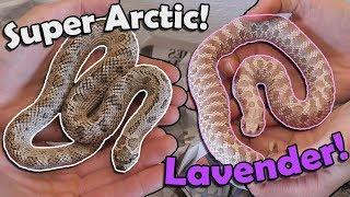 Unboxing *Fancy Morph* Hognoses!