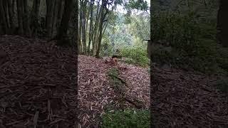 akibat mesum di hutan