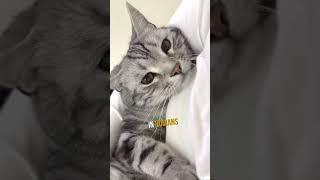The Healing Power of Cat Purrs 