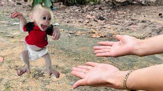 The poor baby monkey cry ranway find Mom demand milk !