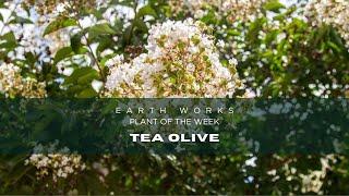 Tea Olive Shrubs: Creating a Fragrant Oasis in Your Garden.