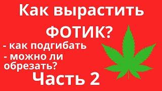 КАК ВЫРАСТИТЬ ФОТИК? ЧАСТЬ 2 | КАК ПОДГИБАТЬ ФОТИК? | МОЖНО ЛИ ОБРЕЗАТЬ ФОТИК?