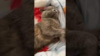 Kediler Rüya Görürmü #cat #keşfet #öneçıkar #minishorts #kediler #catlover #keşfetteyiz #keşfetedüş