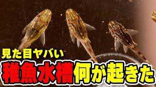 閲覧注意！オトシンネグロ稚魚サテライトで起きた事件２つ #アクアリウム #熱帯魚 【ビバアクア】