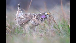 Dancing Springs Ranch Sharptails Dance