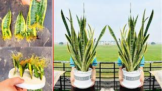 Without spending money, I can propagate many Tiger Tongue tree from simple leaves