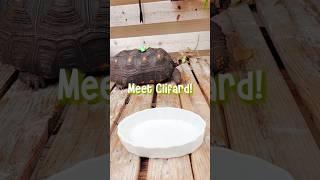 Clifard! *tortoise not turtle lol*#preppy#fypシ゚viral#famousshorts#aesthetic